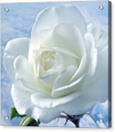 Heavenly White Rose. Acrylic Print
