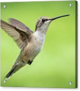 Hummingbird #1 Acrylic Print