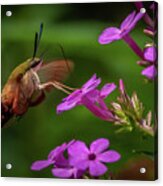 Hummingbird Clearwing Moth  #5 Acrylic Print