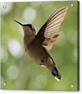 Hummingbird Acrylic Print