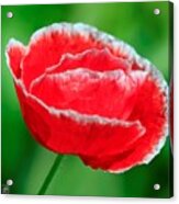Iceland Poppy From The Garden Gnome Mix #5 Acrylic Print