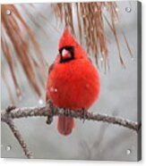 Img_6433-002 - Northern Cardinal #1 Acrylic Print