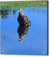 Immature Eagle Fishing In A Roadside Puddle #1 Acrylic Print