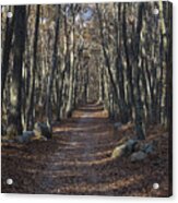 Into The Woods #2 Acrylic Print