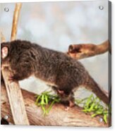 Kaya The Ringtail Possum, Native Animal Rescue #1 Acrylic Print