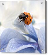 Ladybug #1 Acrylic Print