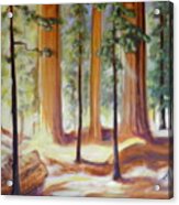 Light In The Woods #1 Acrylic Print