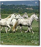 Lipizzaner Horse #1 Acrylic Print