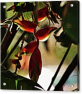 Lobster Claw Heliconia #1 Acrylic Print