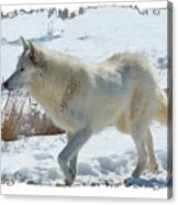 Lone White Wolf Acrylic Print