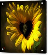 Love Sunflower #1 Acrylic Print