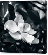Magnolia Blossom #2 Acrylic Print