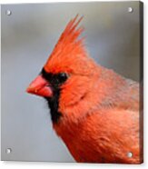 Male Cardinal #1 Acrylic Print
