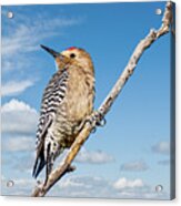 Male Gila Woodpecker Acrylic Print