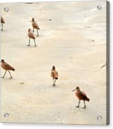 March Of The Sandpipers Acrylic Print