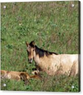 Mare And Colt #1 Acrylic Print