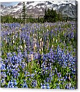 Meadow Of Lupine Near Mount Rainier Acrylic Print