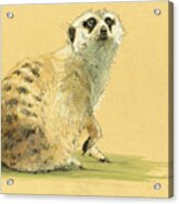 Meerkat Or Suricate Painting #3 Acrylic Print