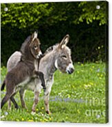 Miniature Donkeys #1 Acrylic Print