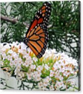 Monarch Butterfly In The Garden 2 Acrylic Print