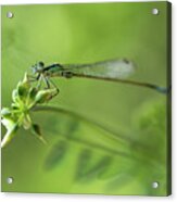 Morning Impression With Blue Dragonfly #1 Acrylic Print