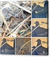Mourning Dove Collage #2 Acrylic Print