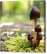 Mushroom Cluster #1 Acrylic Print