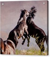 Mustang Stallion Battle #1 Acrylic Print