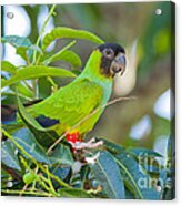 Nanday Or Black-hooded Parakeet #1 Acrylic Print