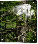 Nesting Egret #1 Acrylic Print