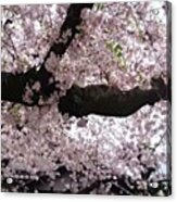 桜の雨🌸

#kyoto #japan #1 Acrylic Print