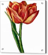 Orange Tulip #1 Acrylic Print