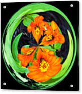 Orange Zinnia Orb #1 Acrylic Print