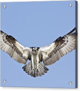 Osprey In Flight Acrylic Print