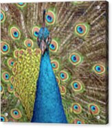 Peacock Splendor #1 Acrylic Print