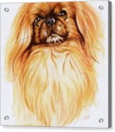 Pekingese In Watercolor Acrylic Print