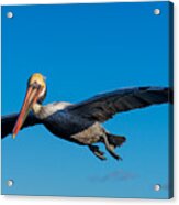 Pelican Acrylic Print