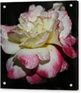 Pink And White Rose #1 Acrylic Print