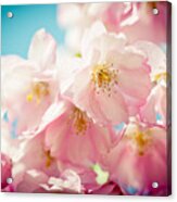 Pink Cherry Blossoms Closeup #1 Acrylic Print