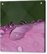 Pink Droplets #1 Acrylic Print