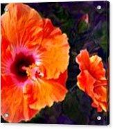 Pinkish Orange Hibiscus Acrylic Print