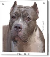 Pit Bull Poster #1 Acrylic Print