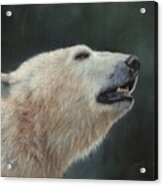 Polar Bear #2 Acrylic Print