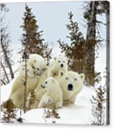 Polar Bear Ursus Maritimus Trio Acrylic Print