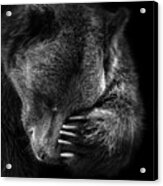 Portrait Of Bear In Black And White Acrylic Print