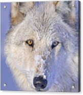 Portrait Of The White Wolf 540f Acrylic Print