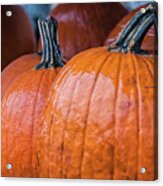 Pumpkins In Rain - Acrylic Print