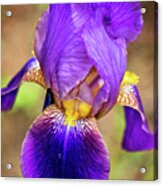 Purple Bearded Iris Print Acrylic Print