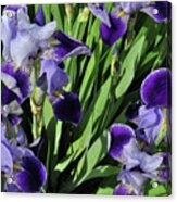 Purple Iris #1 Acrylic Print