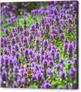 Purple Meadow #1 Acrylic Print